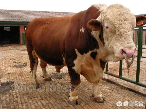 怎么识别纯种小鹿犬:怎样识别西门塔尔牛是不是纯种的？