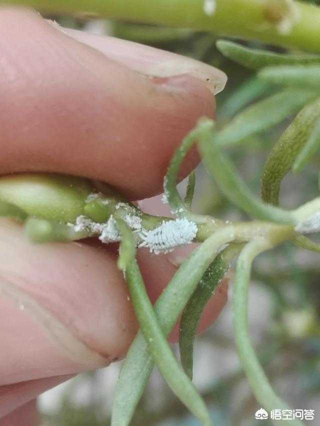 介壳虫图片:太阳花长虫怎么办？用什么方法打虫？