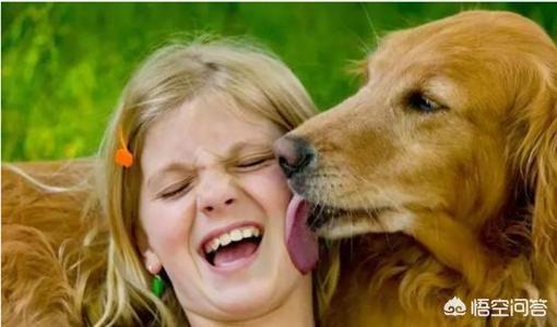 史宾格犬体臭怎么办:为什么狗狗体味越来越重？
