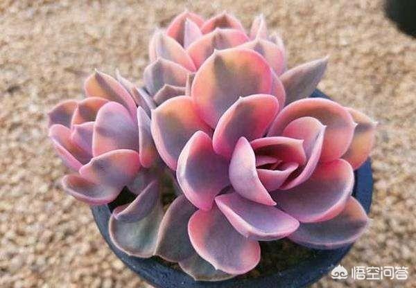 多肉的叶子软了怎么办,多肉植物叶子变软是什么原因？