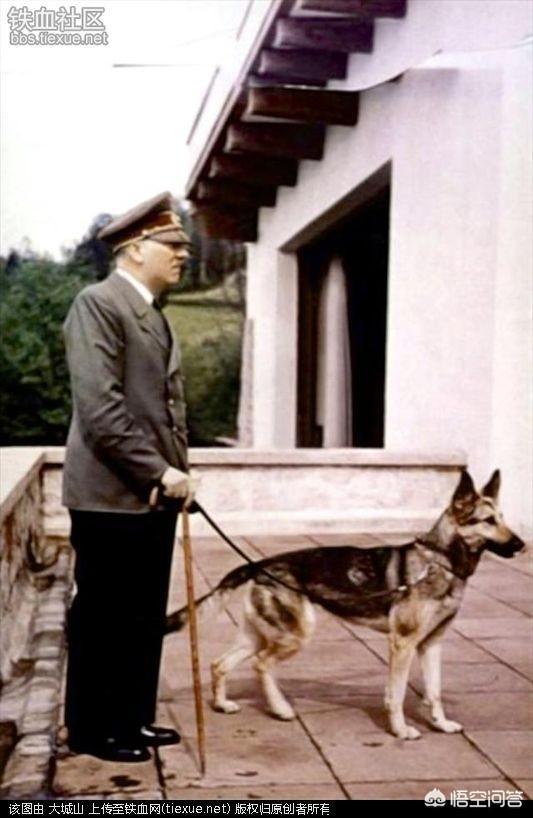 昆明犬图片:昆明犬与东德牧羊犬哪个好？为什么？