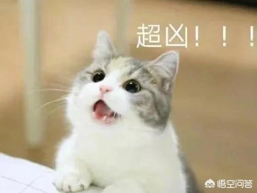 猫奴契约书图片:一个被骗后的猫奴的日常是怎样的？