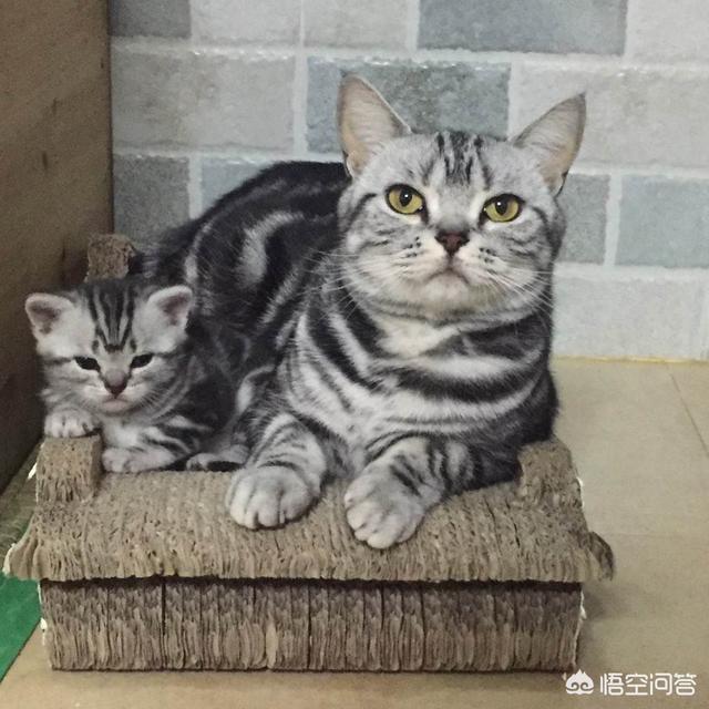 霸道总裁的小猫咪:家里的大猫不喜欢刚来的小猫，该怎么办？ 霸道总裁的小猫咪小超儿