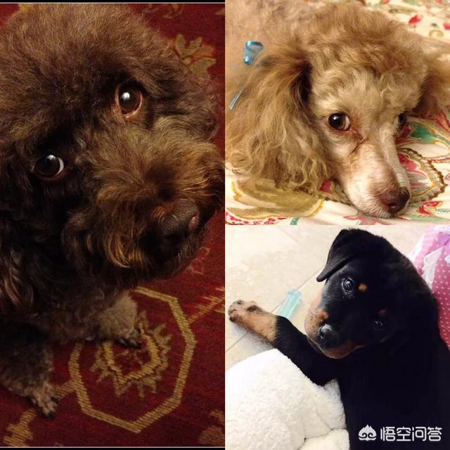调教美女犬:当狗看到主人被打，它会不会护主？