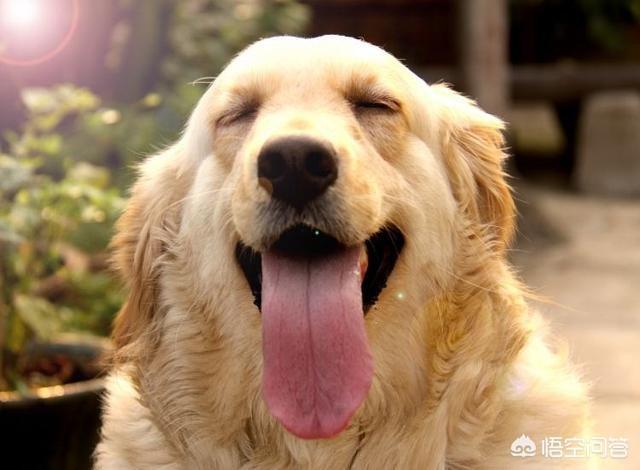 狗狗心事电子书:生肖狗靠什么挣钱发家致富？