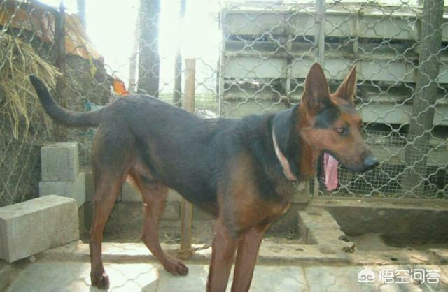 爱斯基摩犬 价格:养宠物的月花费是多少呢？有没有推荐的犬种？