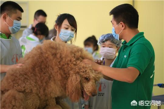 派多格泰迪美容视频:学宠物美容会遇到哪些问题？