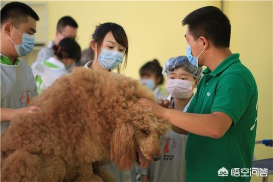 武汉宠物美容:武汉宠物美容师好学不好学哪里可以学？