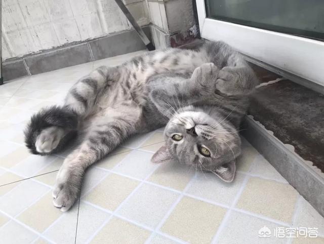 养猫记all黑:新手养猫需要注意什么事项？