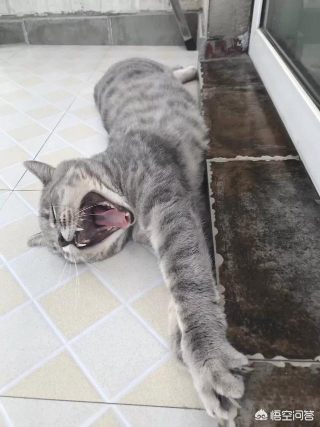 养猫记all黑:新手养猫需要注意什么事项？
