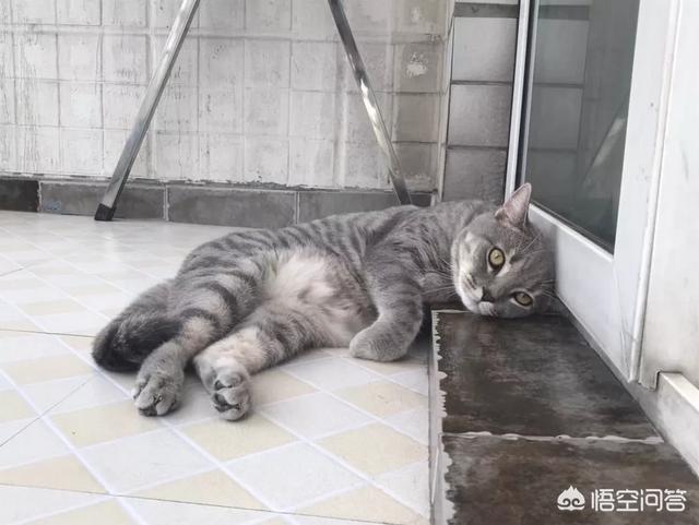 养猫记all黑:新手养猫需要注意什么事项？