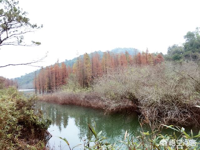 伏羲古镇正式对外开放，广东中山一日游，可以去哪里