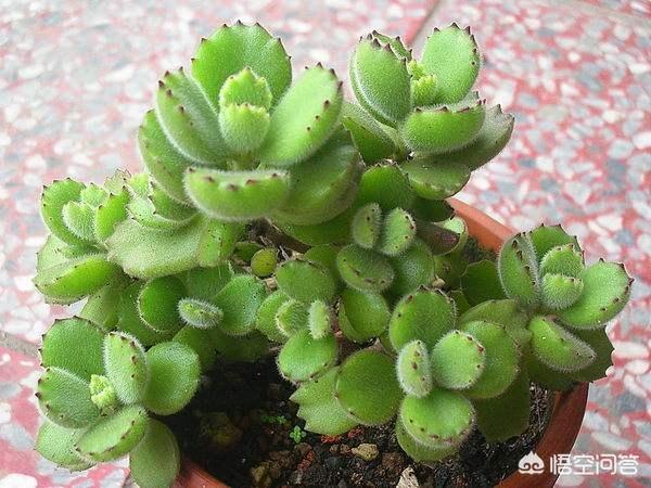 熊童子烂叶:多肉植物熊童子脏了该怎么办呢？