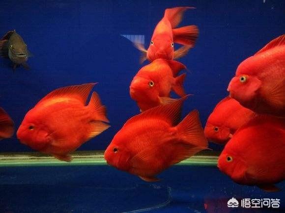 红鹦鹉鱼价格详情:红鹦鹉鱼能吃什么，能吃蚂蚁吗？