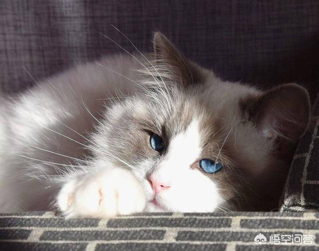 咬人猫黑历史:猫咪为什么会突然翻脸咬人？