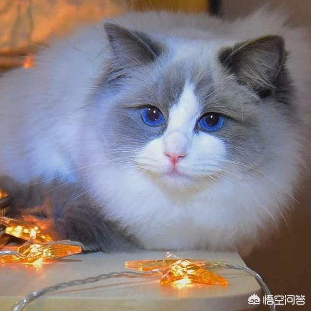 不爽猫玩偶:猫咪为什么会突然翻脸咬人？