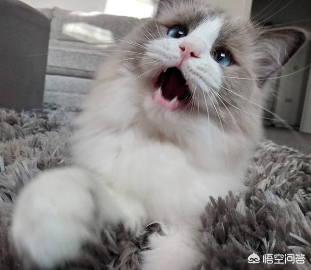 咬人猫黑历史:猫咪为什么会突然翻脸咬人？