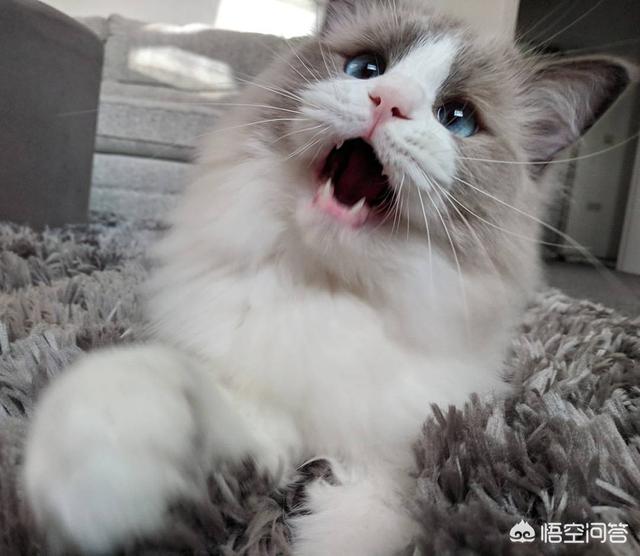 不爽猫玩偶:猫咪为什么会突然翻脸咬人？