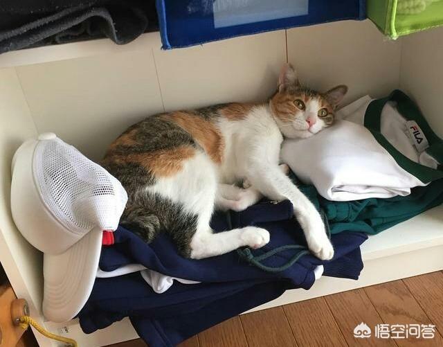 中华狸花猫:中华狸花猫跟名贵的宠物猫差别在哪？ 中华狸花猫多少钱一只