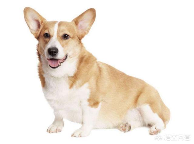 柯基多少钱一只:买一只柯基犬需要多少钱？