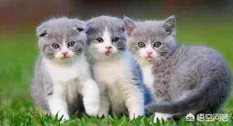猫泛白细胞减少症治疗:猫瘟是什么原因引起的？能治好吗？