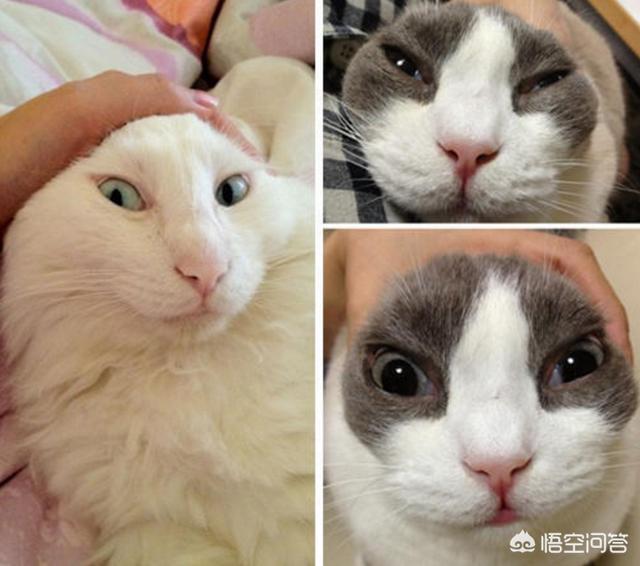 猫咪脾气不好怎么办:猫咪突然变得很狂躁的原因有哪些？