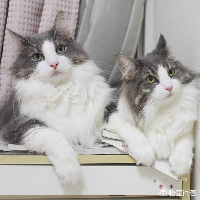 麝猫咖啡:如何看待在猫咖玩猫的行为