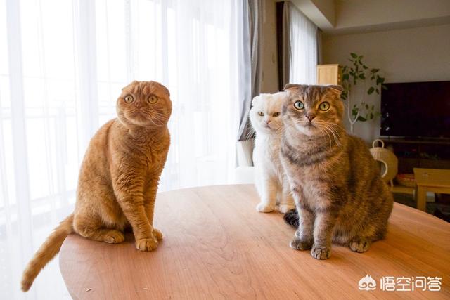 麝猫咖啡:如何看待在猫咖玩猫的行为