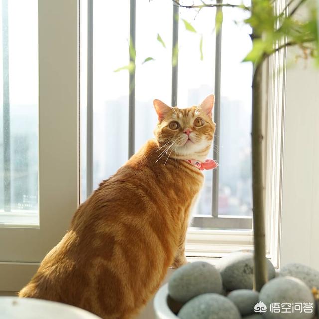 麝猫咖啡:如何看待在猫咖玩猫的行为