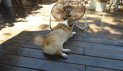 夏天狗狗自己在家需要开空调吗，室外养狗狗夏天怎么避暑