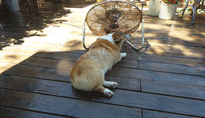 宠物狗衣服夏:夏天狗狗独自在家怎么给它避暑？狗狗在家中要不要开空调呢？