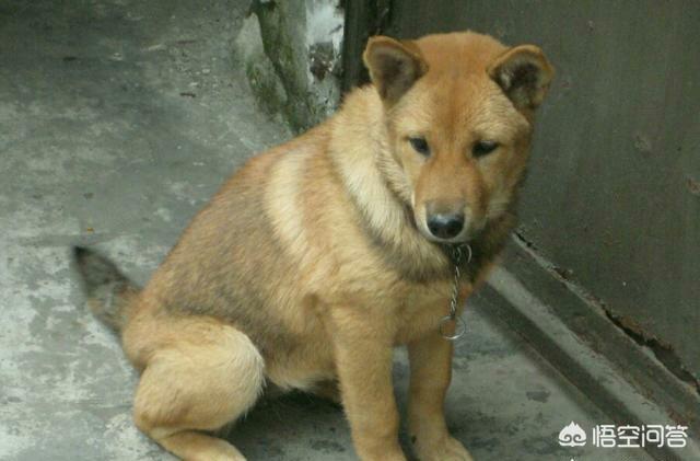 土狗:中华田园犬在国外的地位如何？