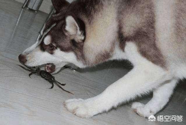 史宾格犬和柴犬优缺点对比:想入一只狗，哈士奇好还是柴犬更好？