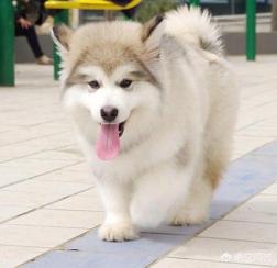 出售阿拉斯加克利凯犬:一只阿拉斯加犬幼崽大概需要多少钱？一个月要花费多少？