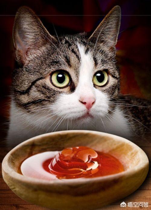 体内猫宠物医疗用品:哪种猫咪营养膏比较好呢？