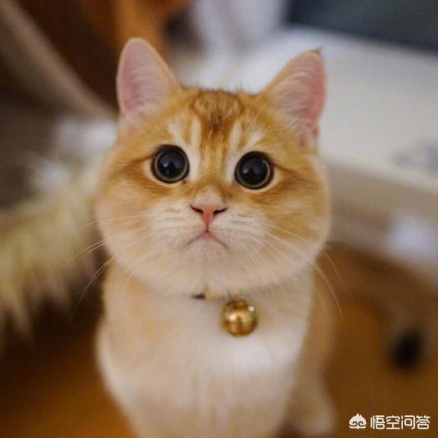 五个月的猫会得猫瘟吗:猫咪换了新环境以后会容易得猫瘟吗？该怎么预防？