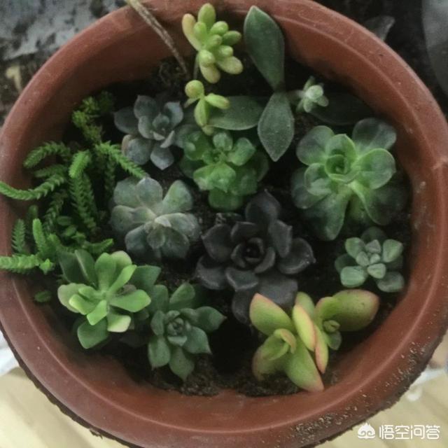 头条问答 多肉植物底部变黄怎么办 3个回答
