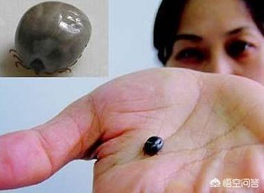 给睥虫咬了:人被蜱虫咬了，死亡概率有多大？