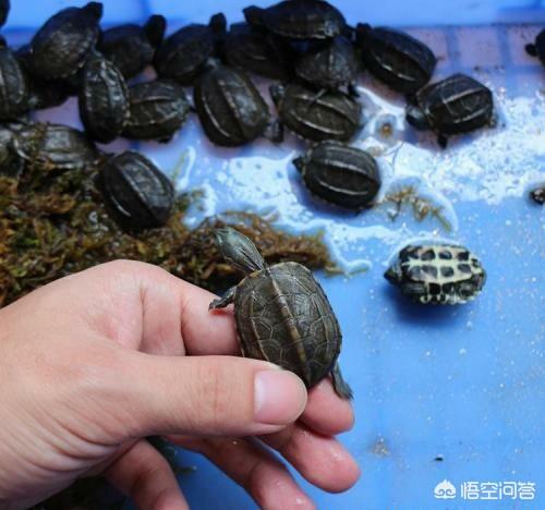 珍珠龟怎么养:金线龟和珍珠龟怎么养？为什么我买了好几次都活不过一周就死了？