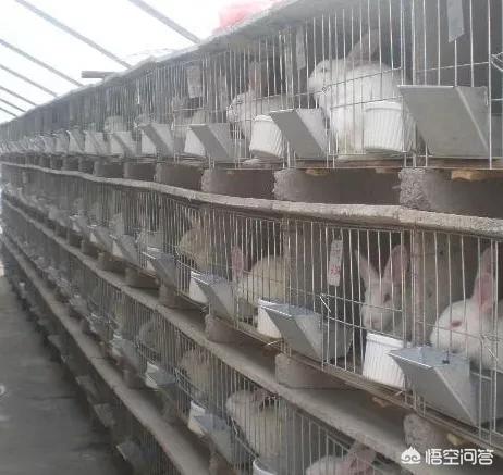 养兔知识:肉兔养殖需要注意哪些问题？ 养兔知识大全