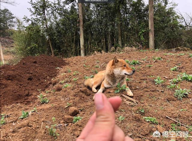 中华田园犬吧:中华田园犬有市场值价吗？如果大量养殖前景如何？