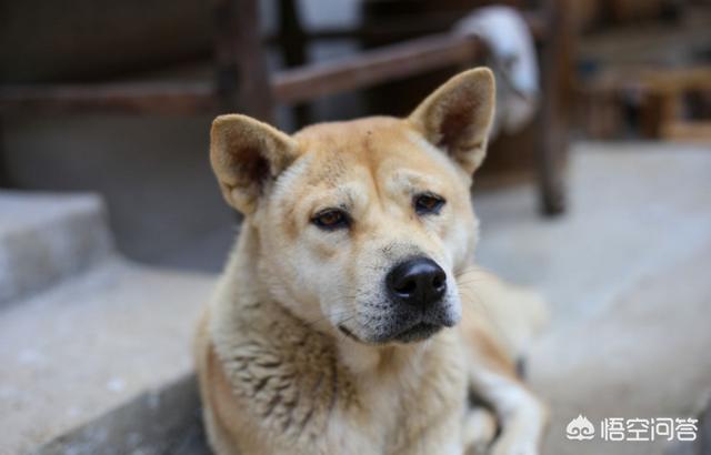 宠物犬:中华田园犬和宠物犬有什么区别？