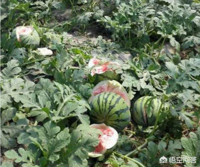 猪獾:猪獾图片 农村山里的猪獾为什么没人敢吃它的肉呢？