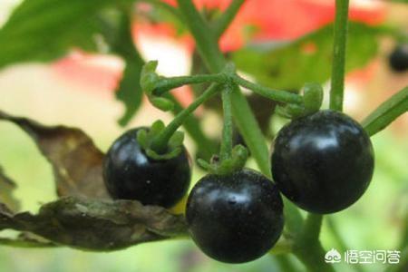 天宝石的功效是真的吗,有人说藏红花的功效很好是真的吗，为什么？