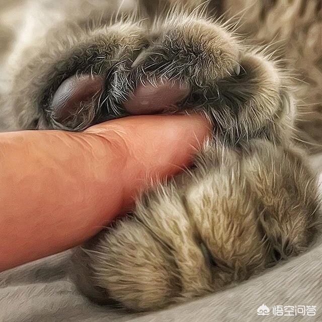 布偶猫吧的人有病:布偶猫好养吗？如何正确喂养？