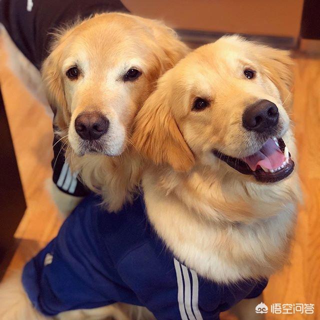 布偶猫吧的人有病:布偶猫好养吗？如何正确喂养？