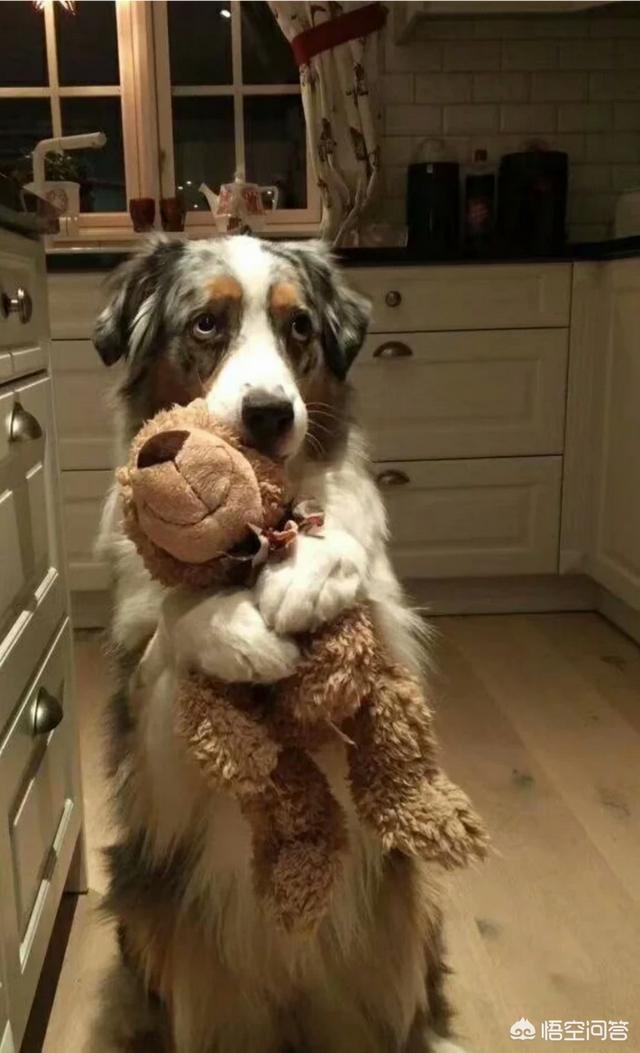 狂犬病症状有眼睛发红吗:如果被小狗舔到嘴唇以及内部会得狂犬病吗？