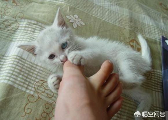 被猫抓了一下轻微破皮要打针吗:被家养猫抓伤了，要不要打预防针？