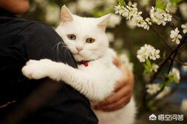 五个月的猫会得猫瘟吗:五个月大的猫会得猫瘟吗 得猫瘟后猫会活多少时间？