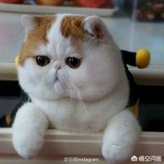 怎么给猫咪打针视频:有什么促进猫食欲的针吗，给猫打什么针能促进食欲？